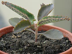 Cây giống Lá bỏng Kalanchoe Daigremonta