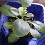 Sadzonki Żyworódki – Kalanchoe pinnata piękna mała sadzonka
