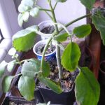Sadzonki Żyworódki – Kalanchoe pinnata różne rozmiary