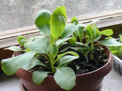 Cây giống Lá bỏng Kalanchoe pinnata