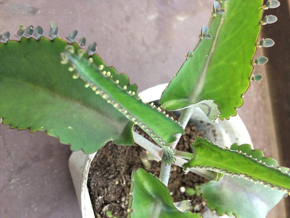 Cây giống Lá bỏng Kalanchoe Daigremonta
